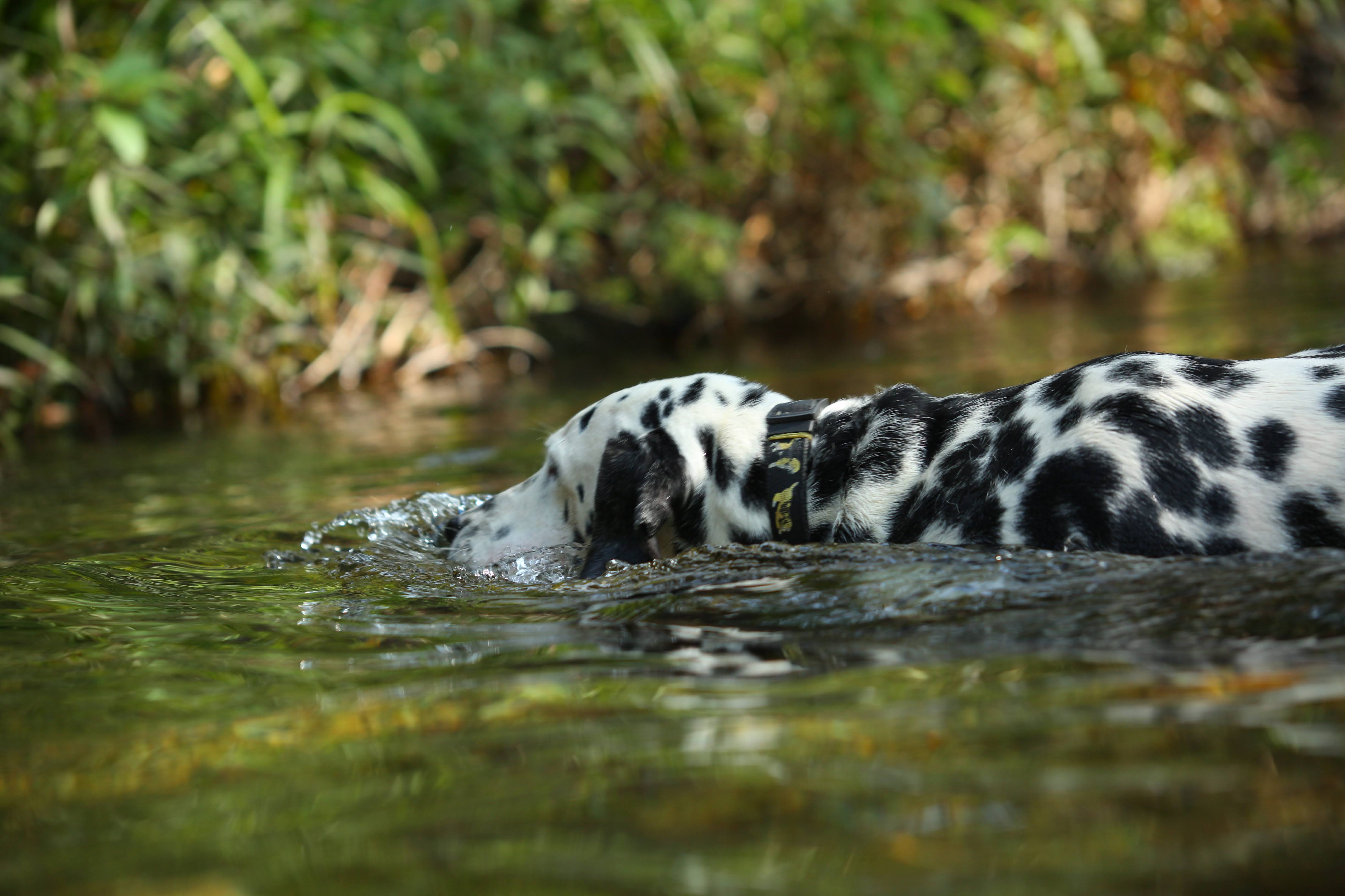Hiking in the hills of Nagalapuram, with Scooby