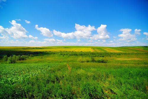 Blog image for How to make sure your funeral is eco-friendly