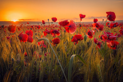 What does the poppy symbolise? A tradition explained