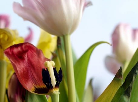 Blog image for Discussing Our Mortality