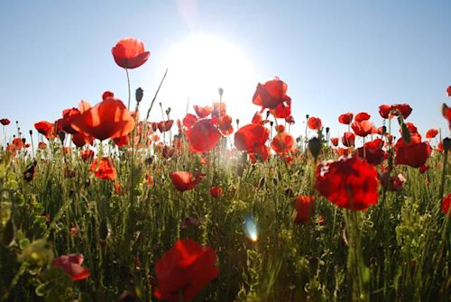 Blog image for Joining Forces with The Royal British Legion and Poppyscotland for a second year