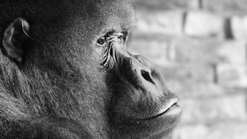 New blog image for slug do-animals-grieve-like-humans