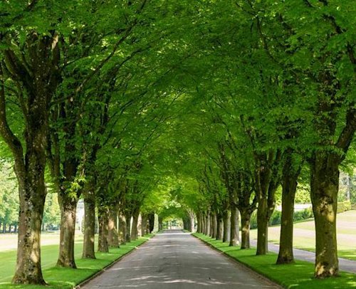 Blog image for The role of the funeral director: After the funeral 