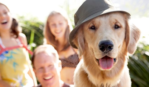 Blog image for The rise of pet funerals - owners bid fond ‘furr’well to companions
