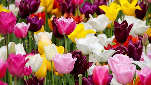 New blog image for slug six-popular-funeral-flowers