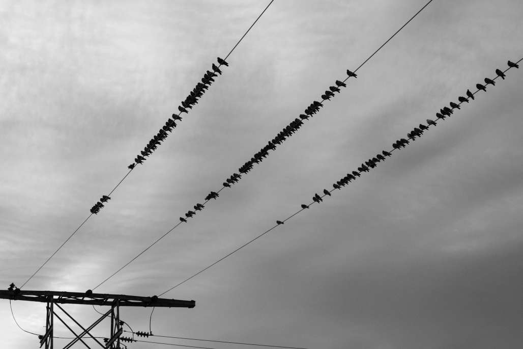 Birds resting on power line cables