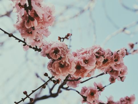 Branch with pink flowers