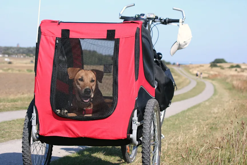 Fahrradfahren mit Hund im Anhänger