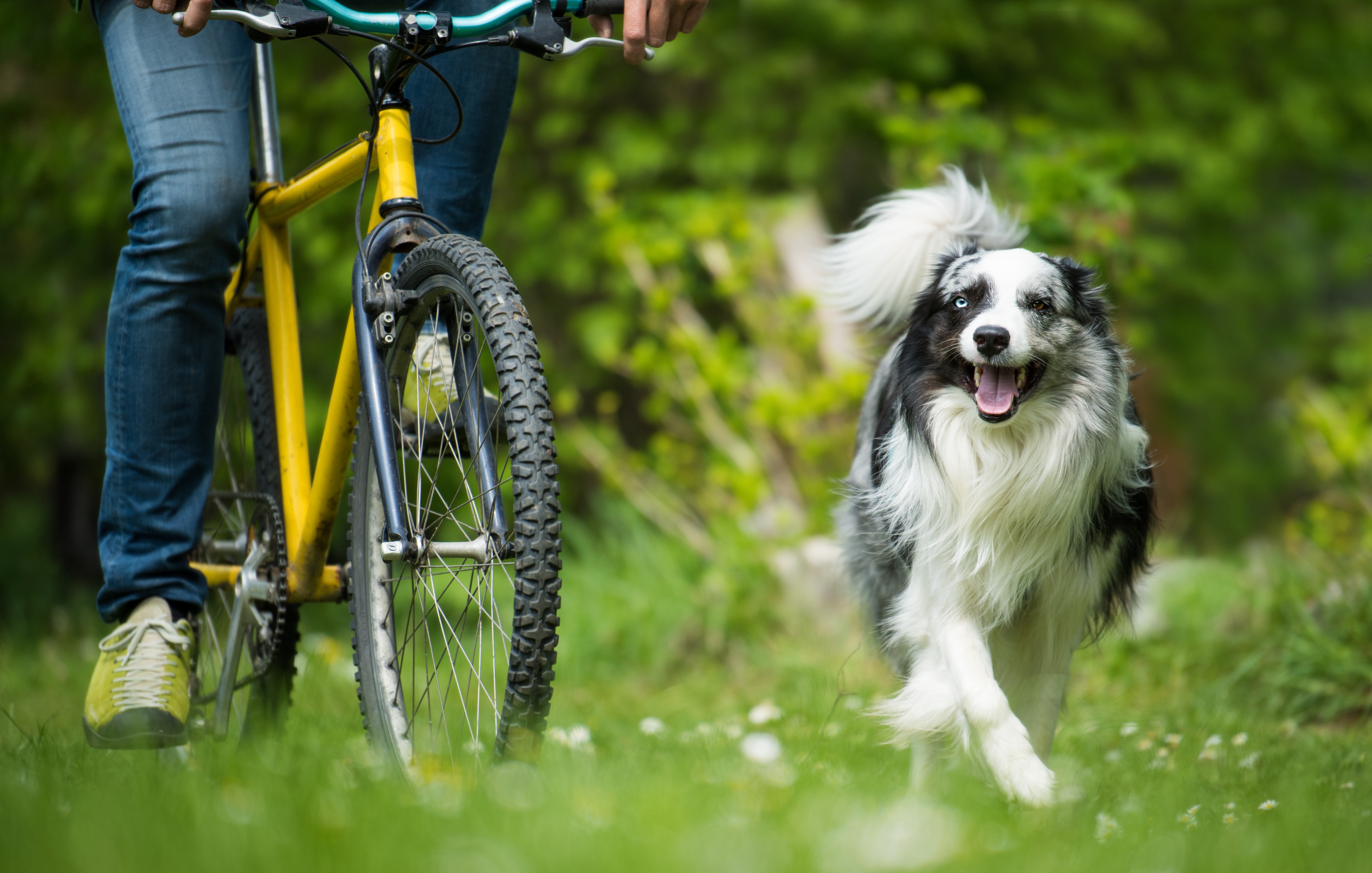 Hund, der neben einem Fahrradfahrer her über eine grüne Wiese läuft.