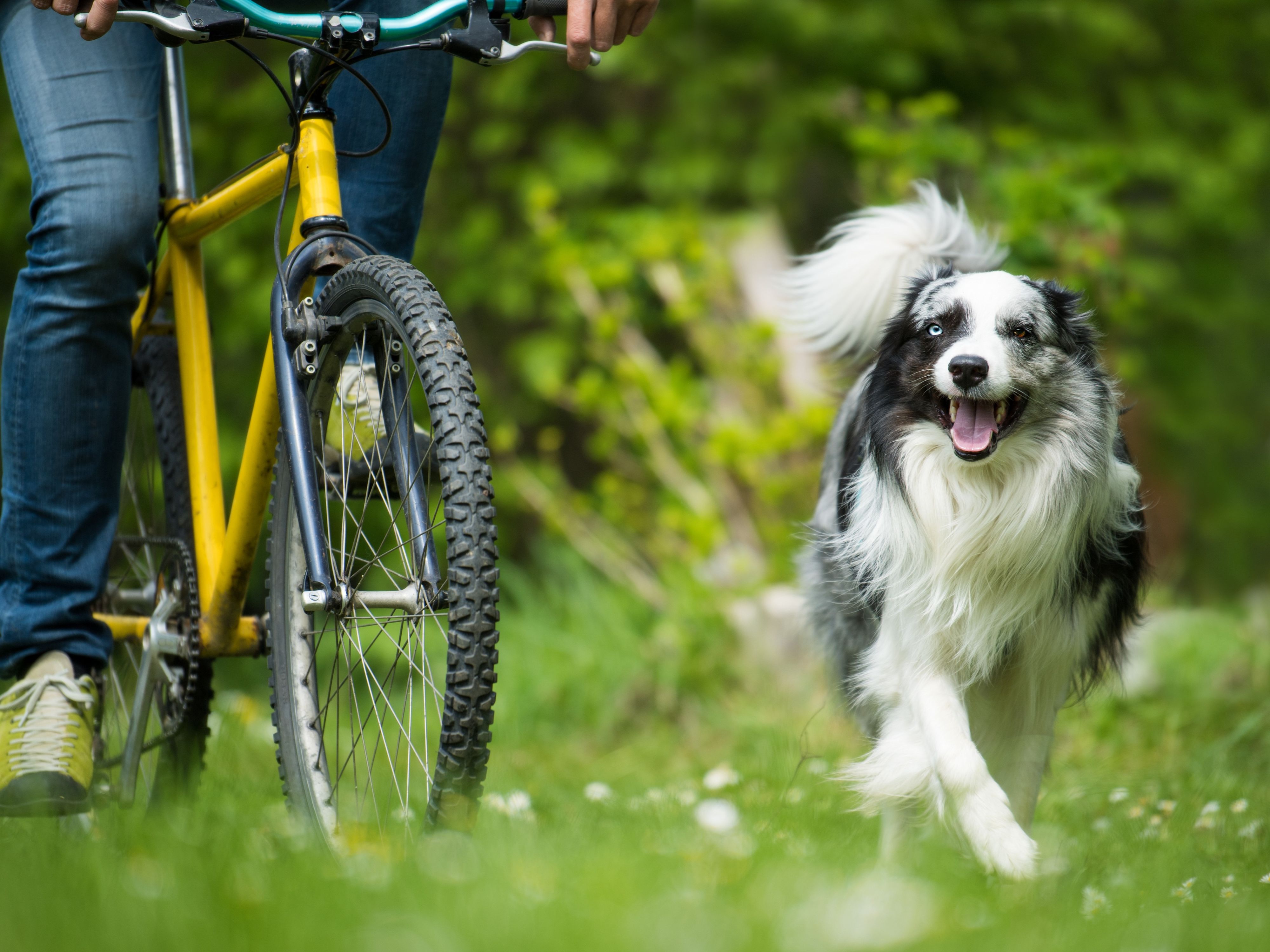 Hund, der neben einem Fahrradfahrer her über eine grüne Wiese läuft.