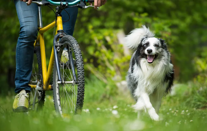 Aktuelles > Fahrradfahren mit Hund > Teaser