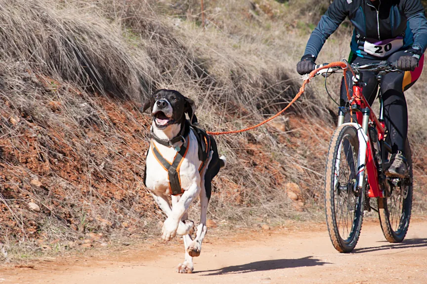 Aktuelles > Fahrradfahren mit Hund > Bild 1