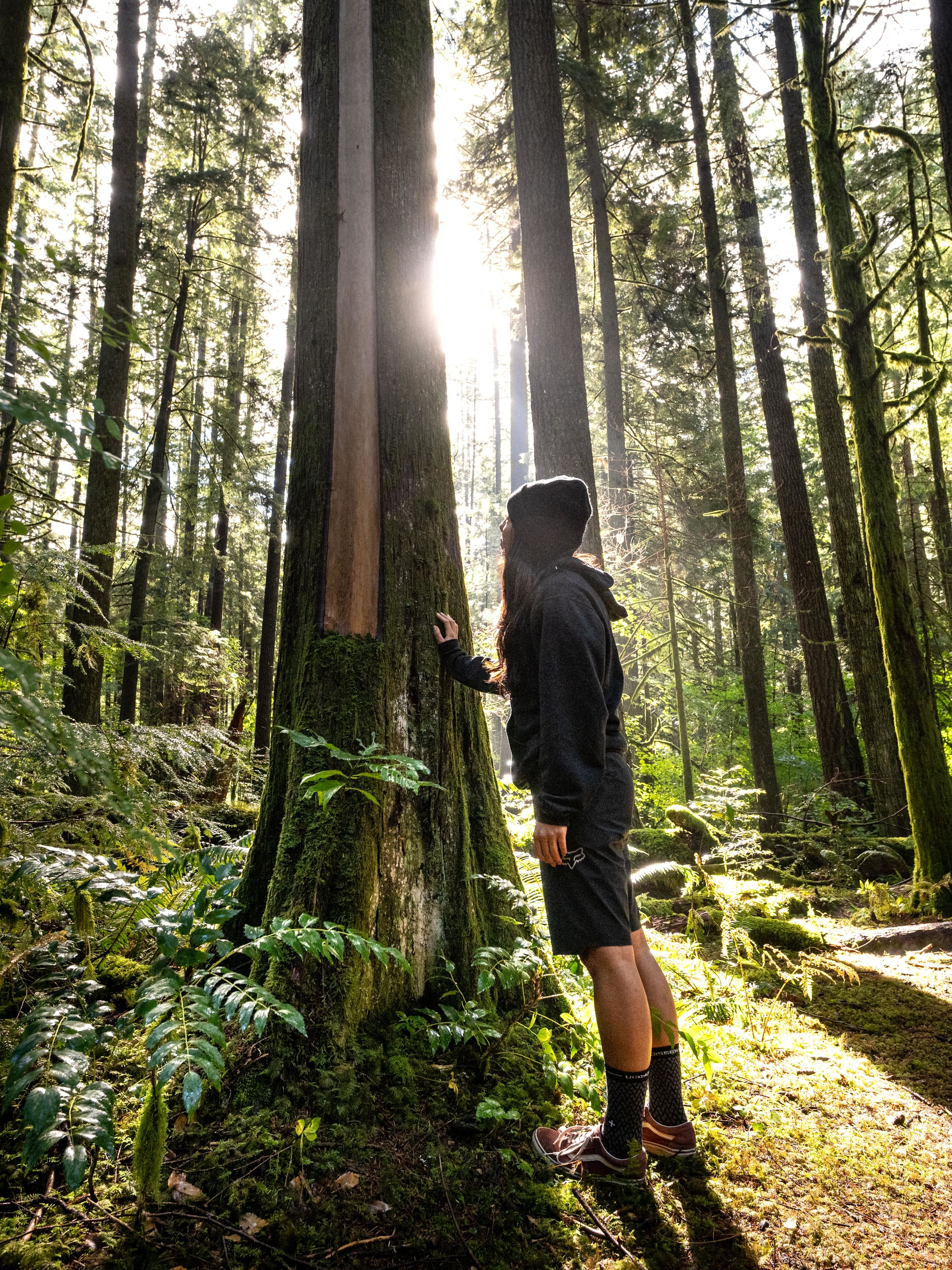 Fahrrad das im Wald an einen Baum lehnt
