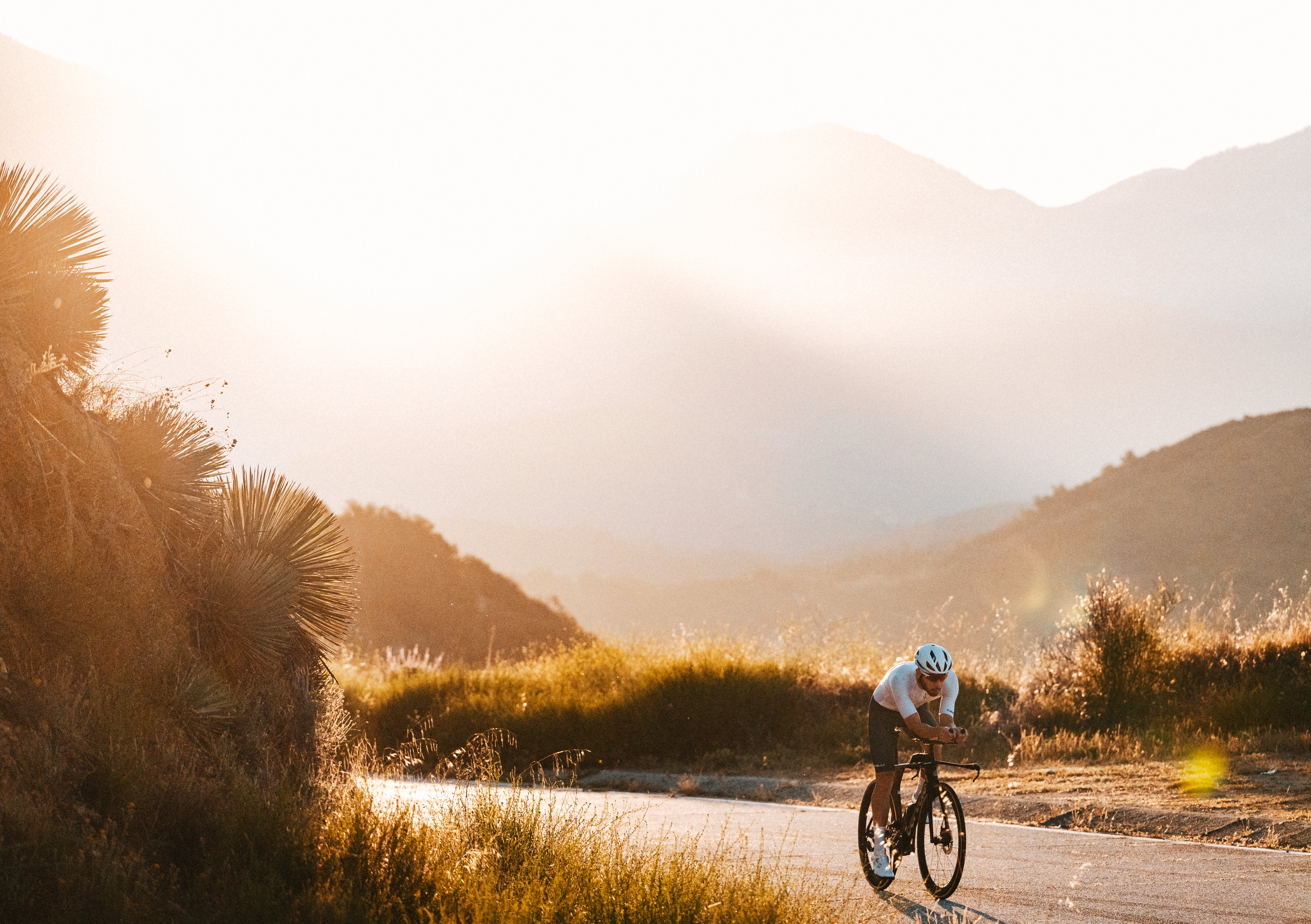 Hund, der aus einem Fahrradkorb schaut