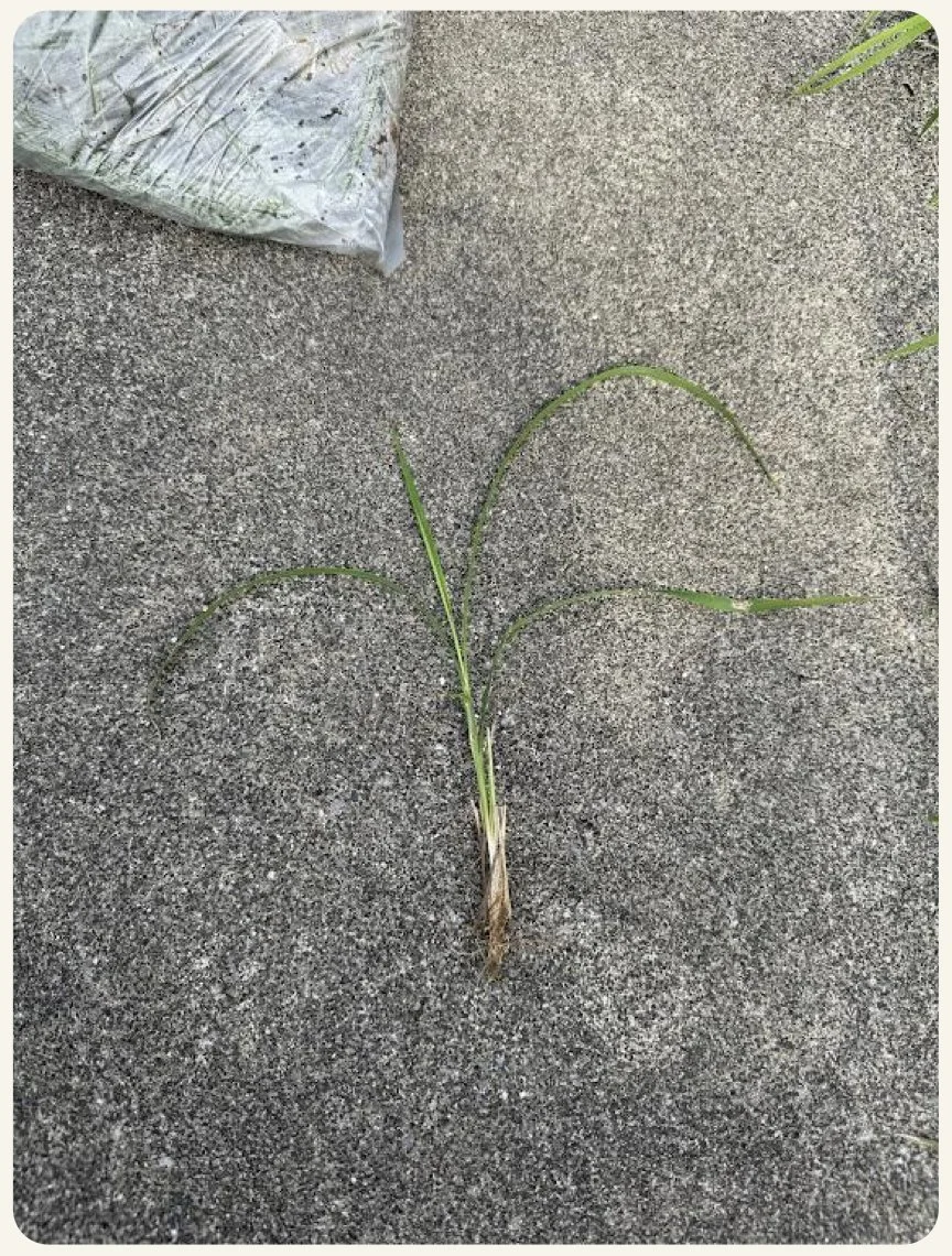 AI に送った、芝から抜いた雑草の写真