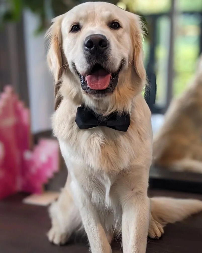 Mylo
