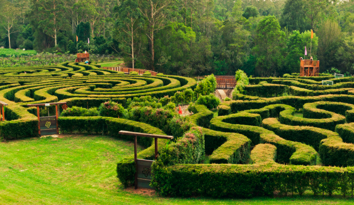 Bago vineyards maze Port Macquarie