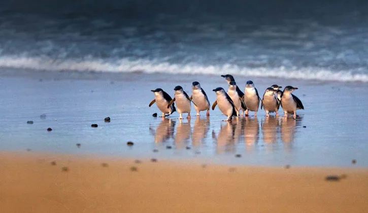725x420 phillip island penguins
