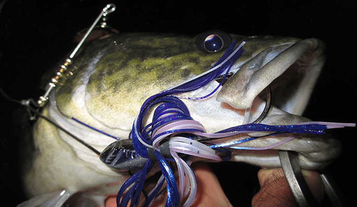 Top 3 Murray Cod Lures for Maximum Catches in Australia