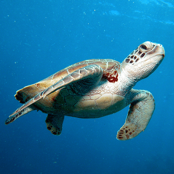 turtle