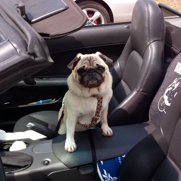 doggy-on-board