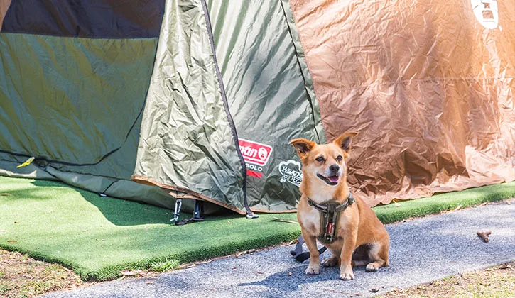 Gold coast pet friendly camping