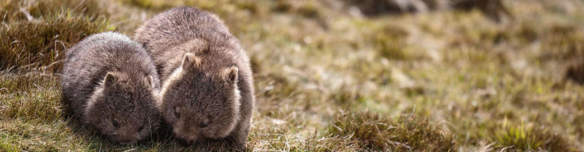 Wombats near Cradle Mountain Hotel