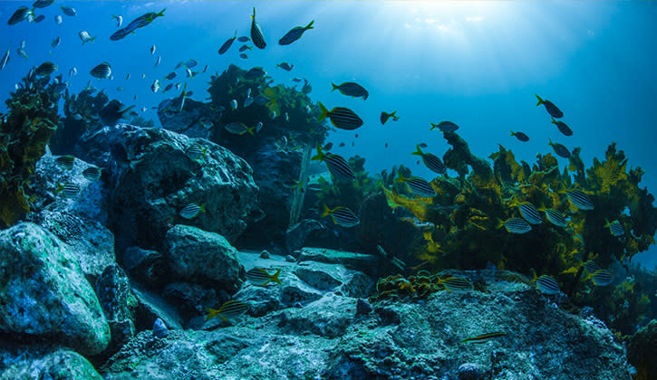 Bushrangers Bay Shellharbour dive or snorkel