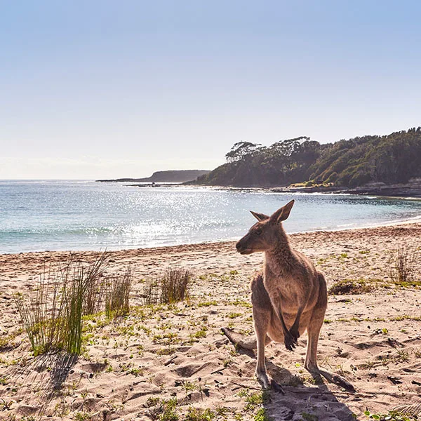 600x600 Murra kangaroo