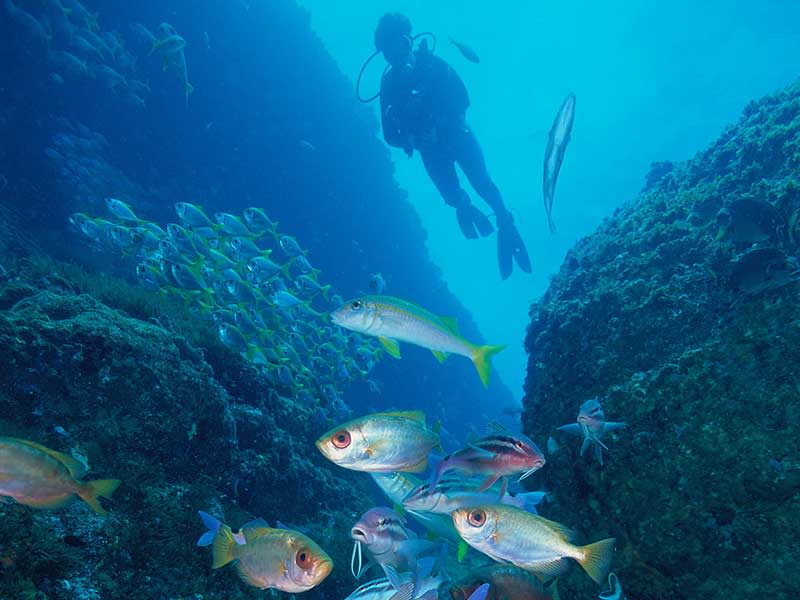 Scuba diving at Solitary Island Marine Park Coffs Harbour Coast