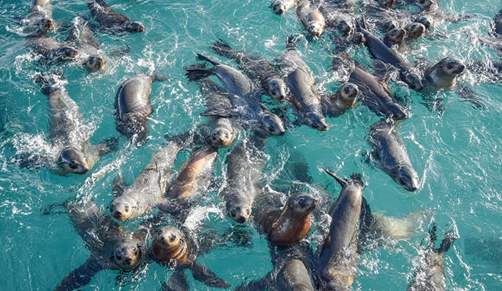725x420 Phillip island wild seals