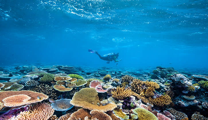 Whitsundays scuba diving