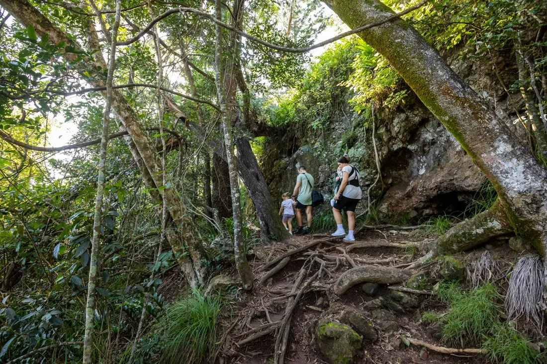 Family rainforest walk at Cape Hillsborough, Mackay.