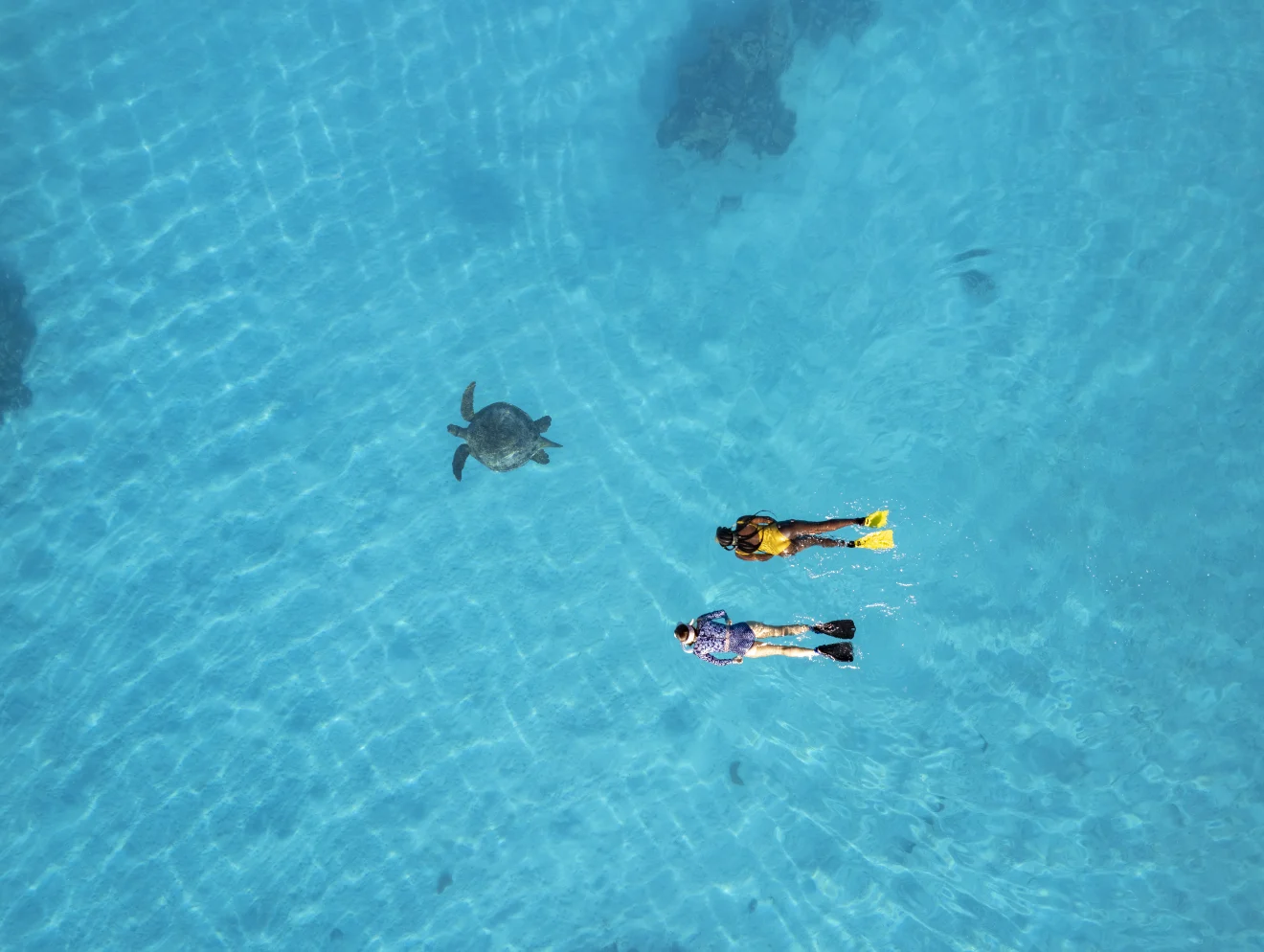 Aerial view of two people snorkelling with a large turtle