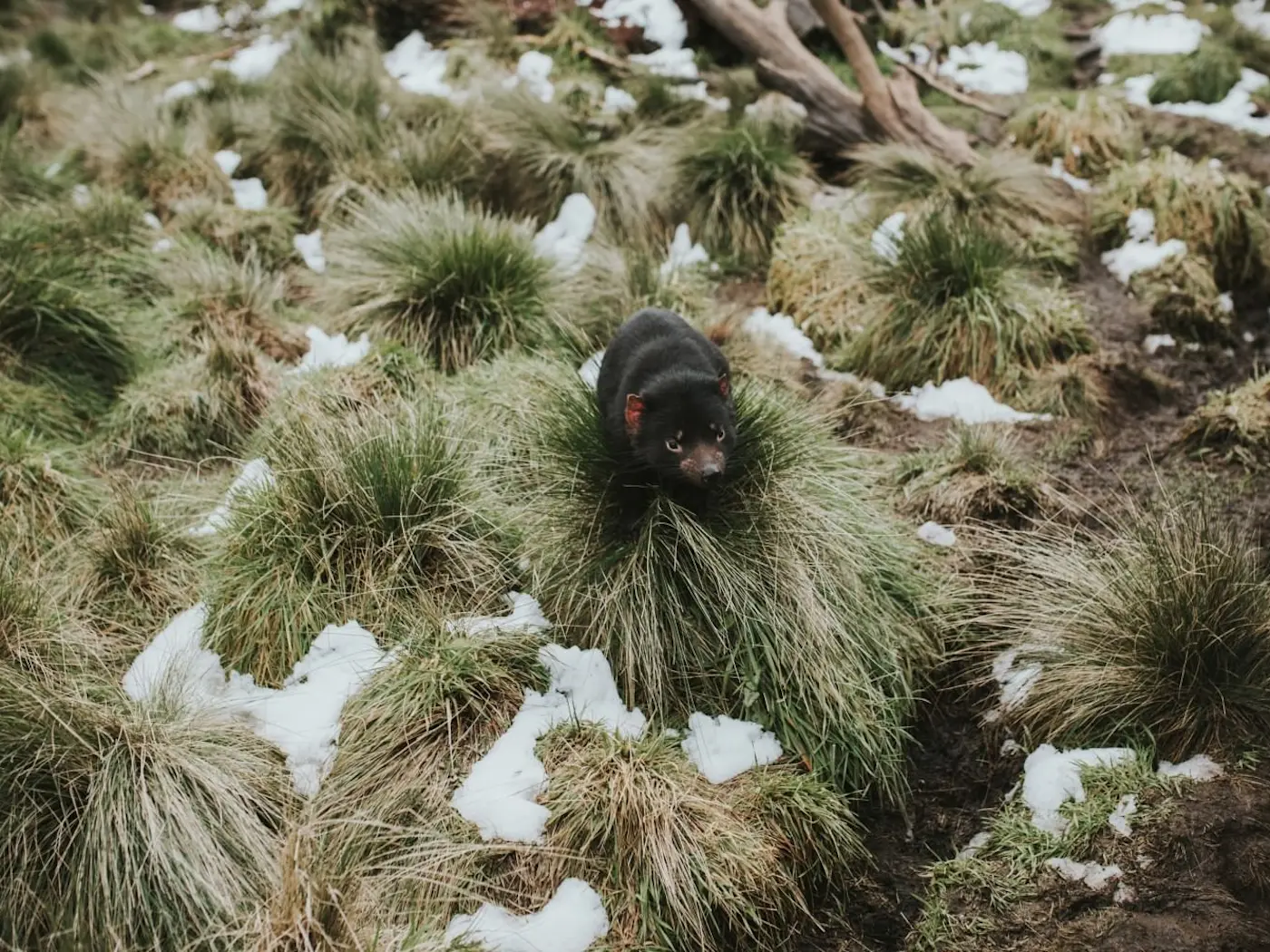 Tasmanian Devil captured in sanctuary near Cradle Mountain