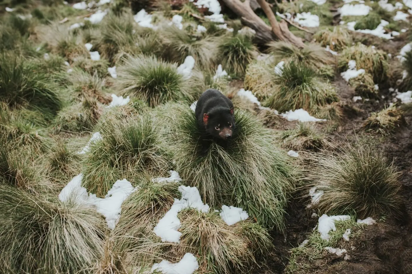 Tasmanian Devil captured in sanctuary near Cradle Mountain 