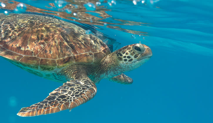 Turtle around Lady Musgrave Island