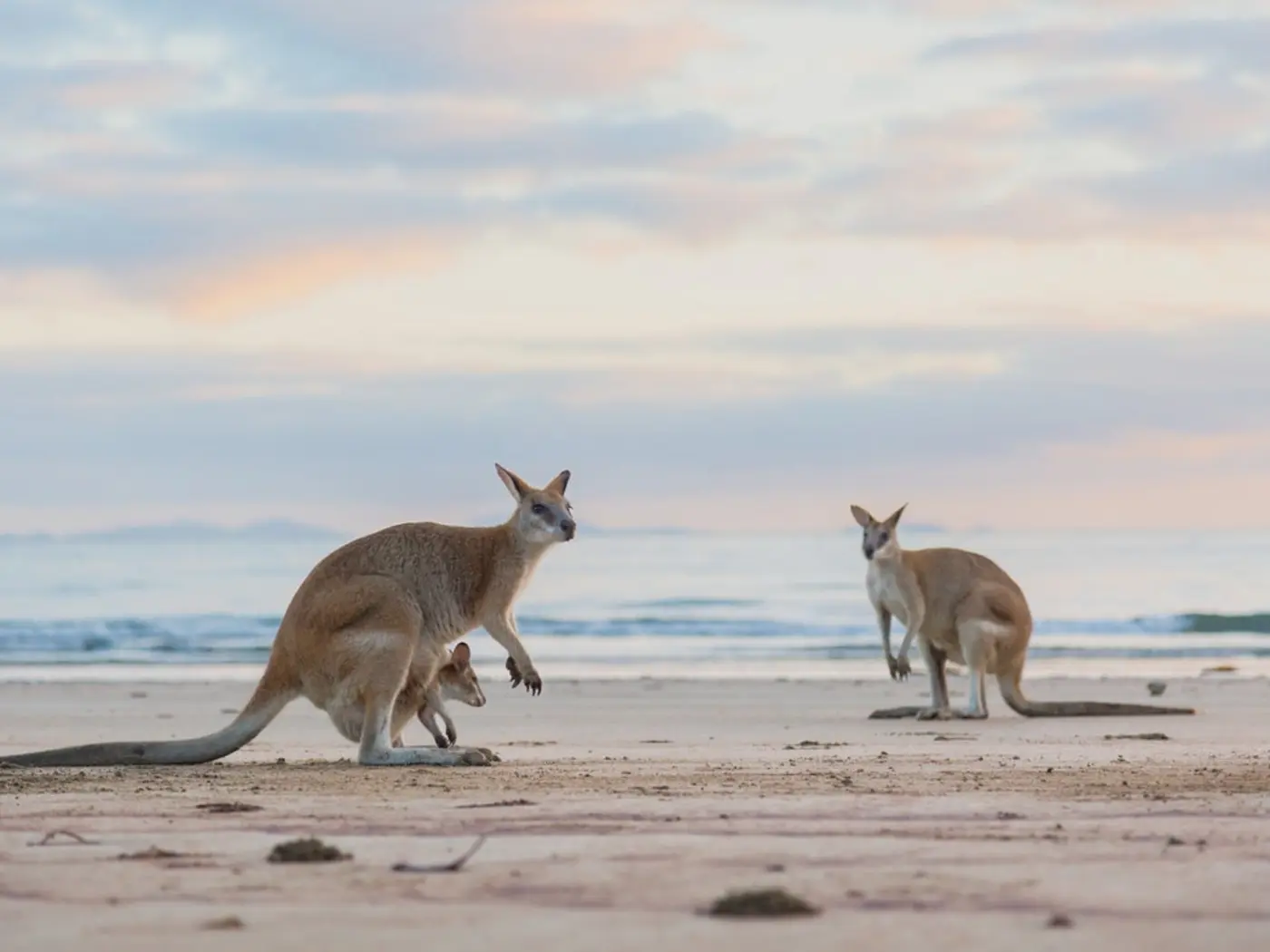 Two kangaroos and a joey on the beach at Cape Hillsborough, Mackay.