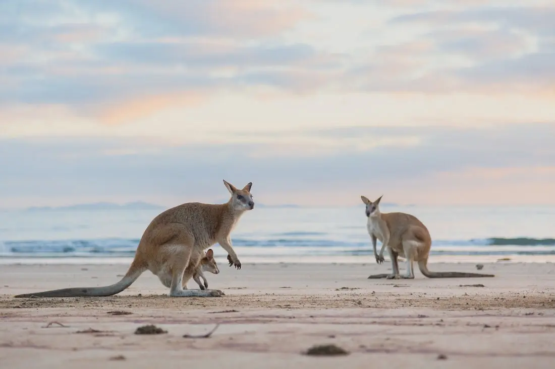 Two kangaroos and a joey on the beach at Cape Hillsborough, Mackay.  