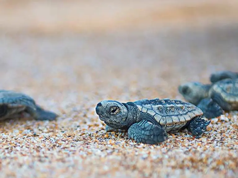 Bridge leading to cabin