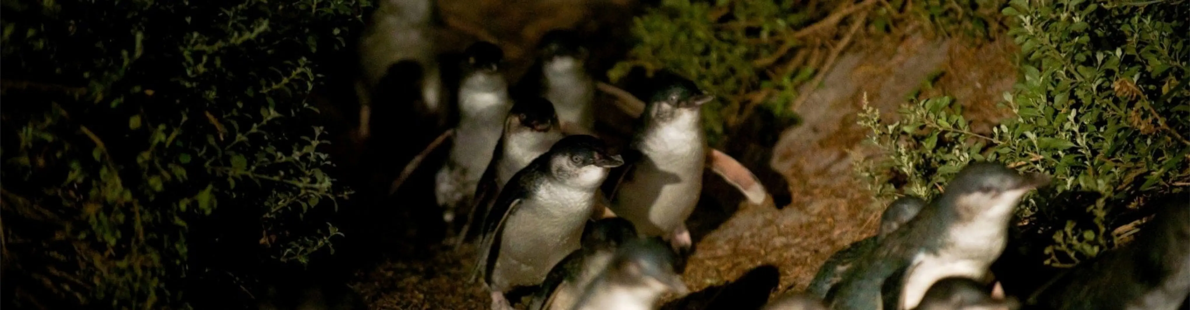 Bicheno Penguin Tours near Freycinet Lodge