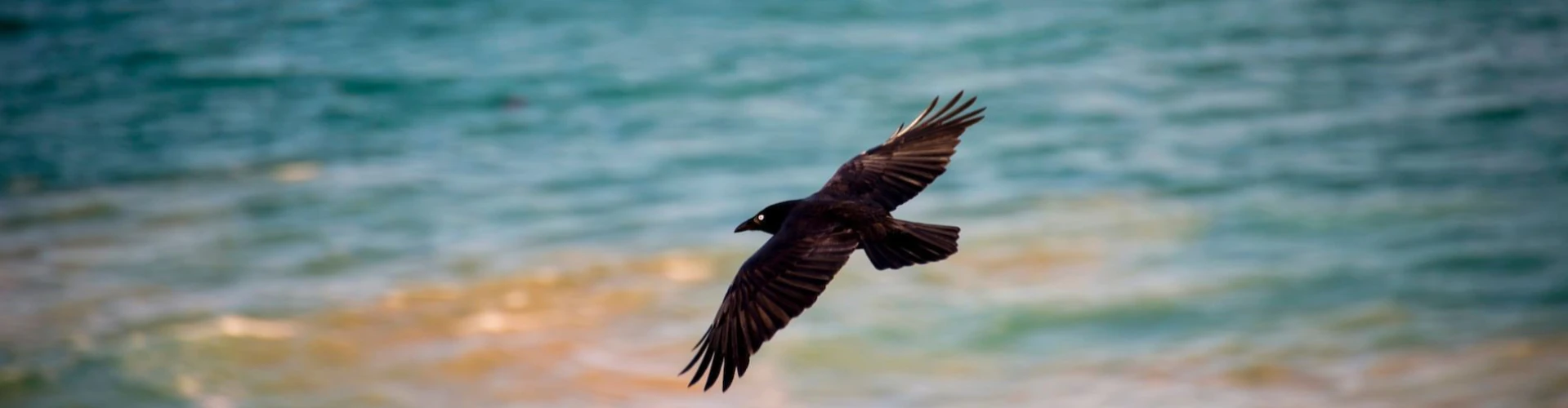 Wildlife in Freycinet National Park