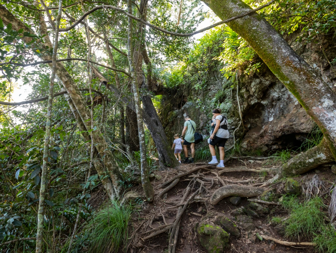 Family rainforest walk at Cape Hillsborough, Mackay.