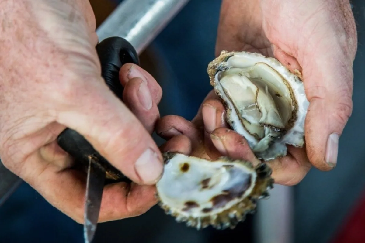 Shucking oysters