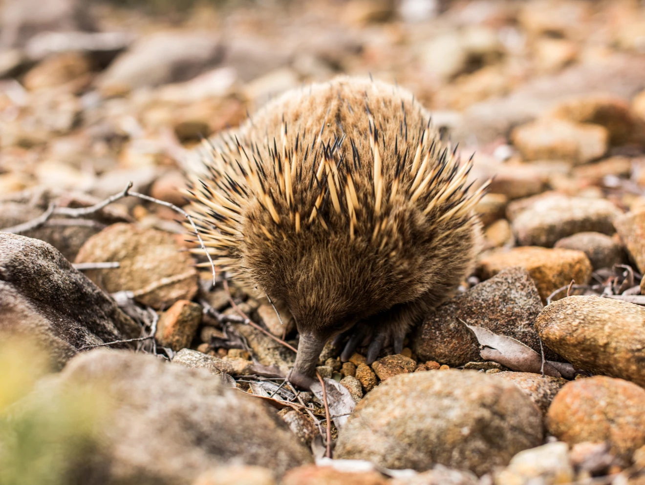 Echidna at Pumphouse Point, Tasmania