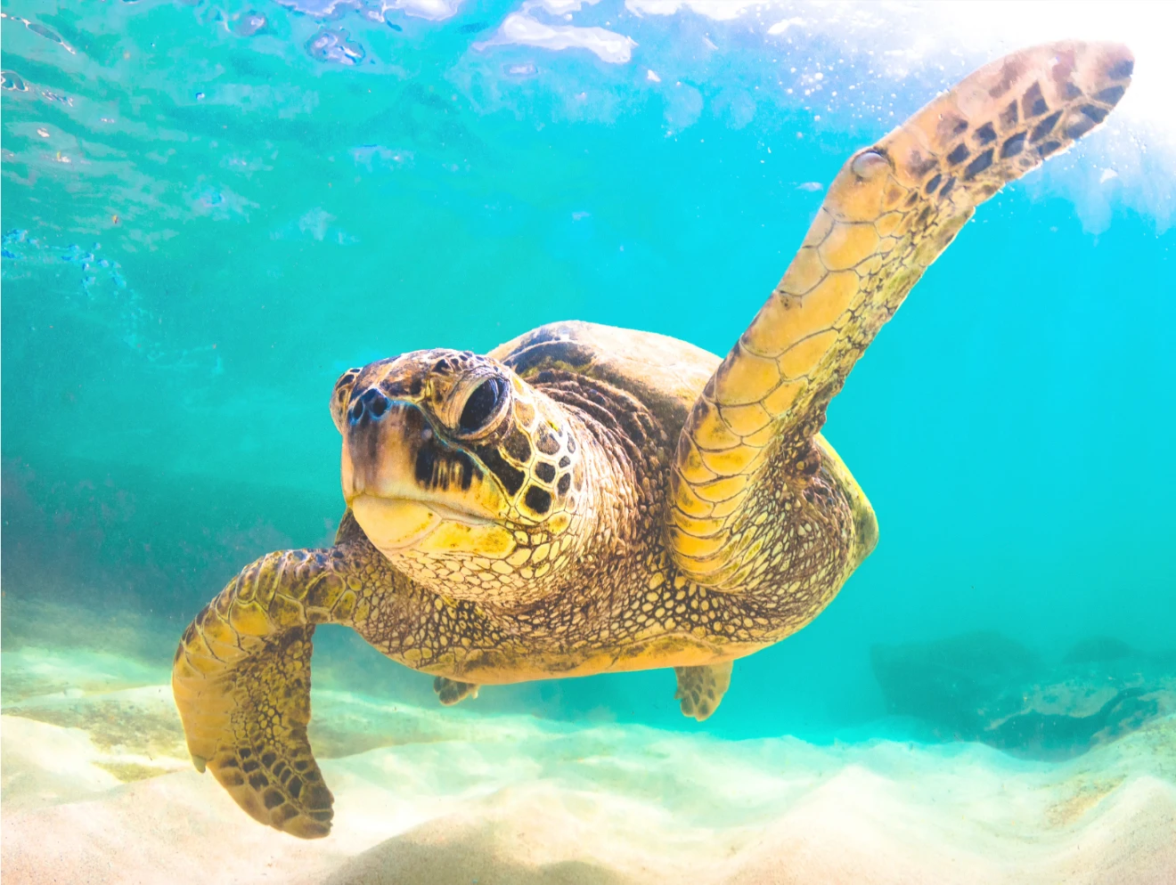 Up close, front view of turtle swimming