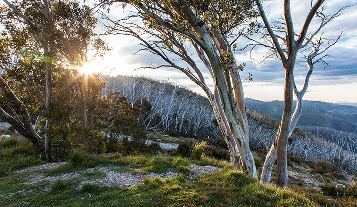 725x420 NRMA Bright Victoria High Country trees