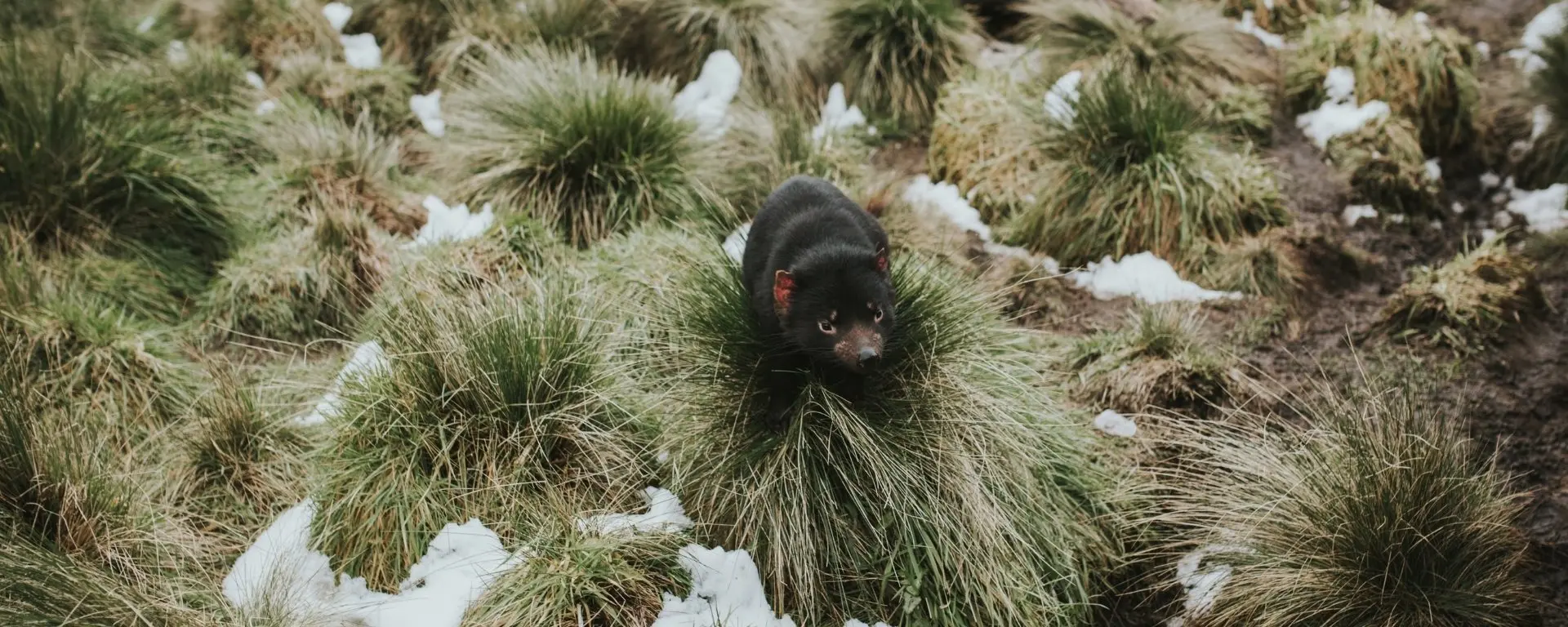 Tasmanian devil near Cradle Mountain Hotel