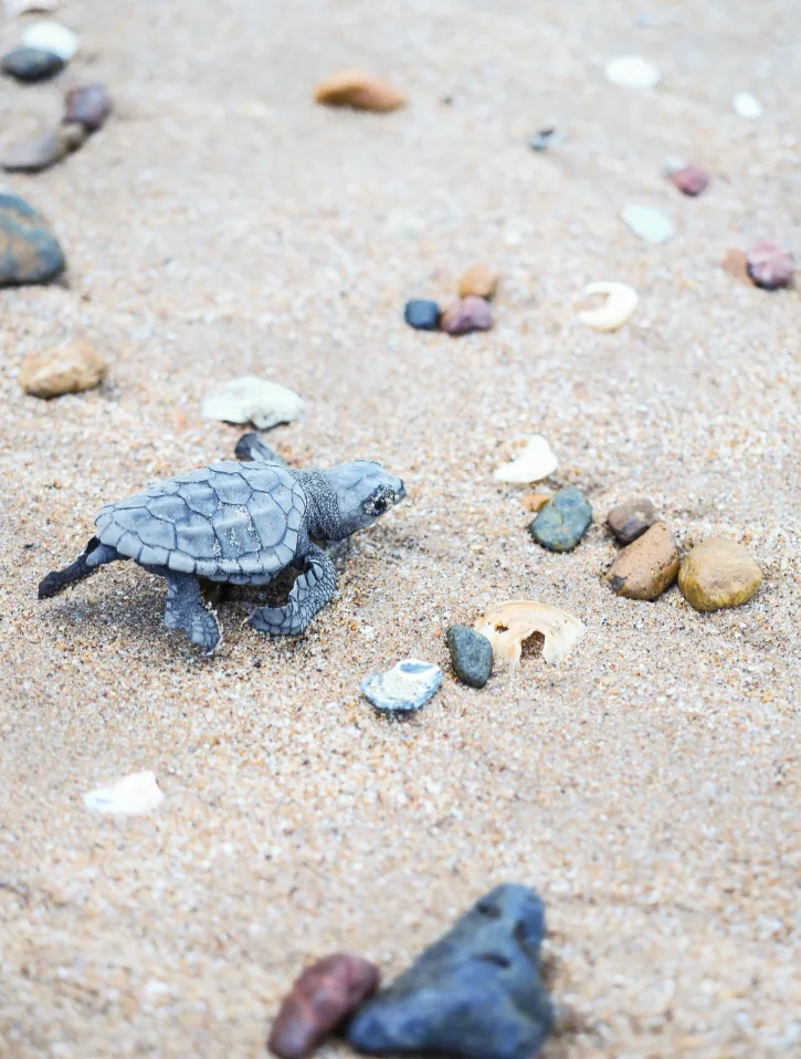Baby turtle walking along the beach