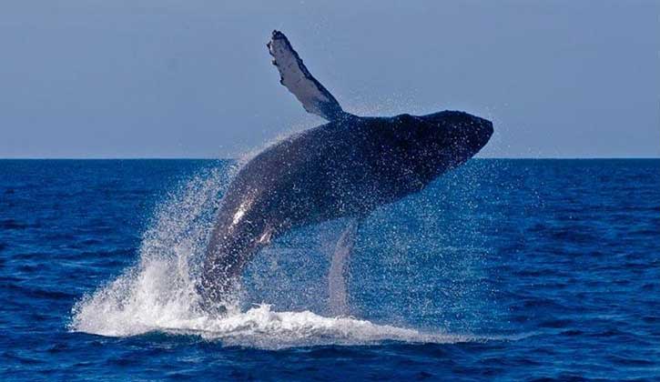 Whale Watching in Tathra